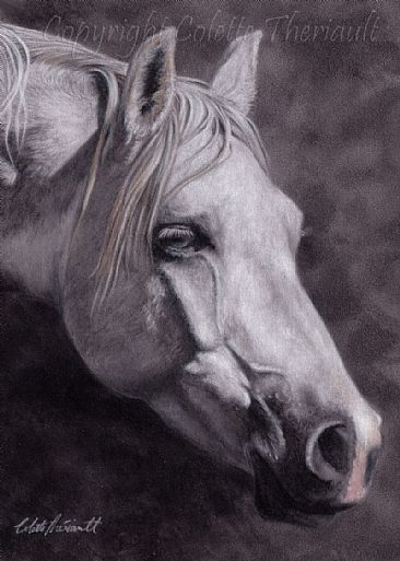 Into the Light (SOLD) - Arabian horse-equine painting by Colette Theriault