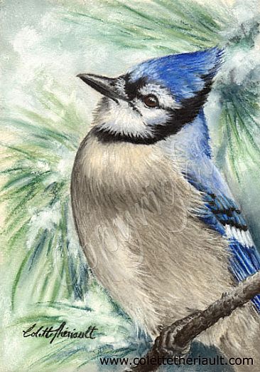 Blue Jay - Blue Jay by Colette Theriault