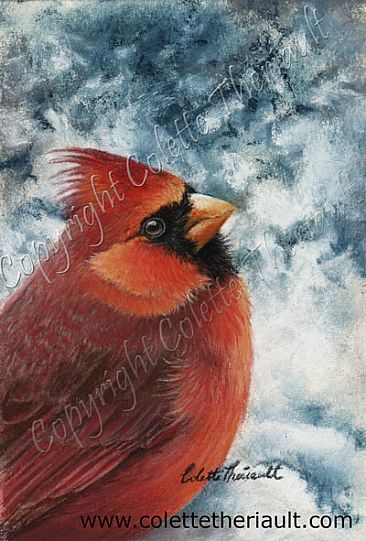 Dressed in Scarlet - northern red cardinal by Colette Theriault
