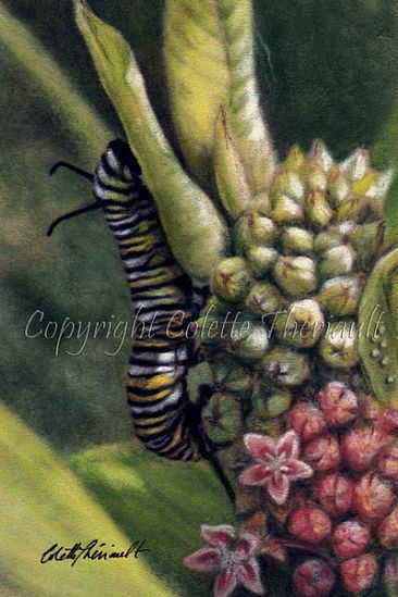 Monarch Caterpillar and Common Milkweed (SOLD) - Monarch butterfly caterpillar (larva) (Danaus plexippus) by Colette Theriault