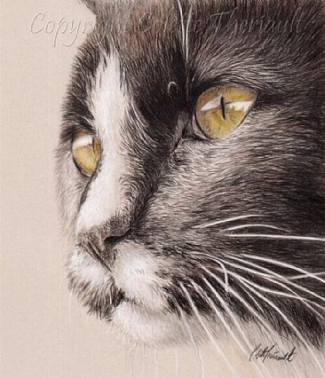 The Gazer (SOLD) - Domestic cat (Felis catus )-pet portrait by Colette Theriault