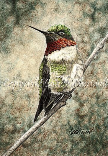 Knight in Shining Armor (SOLD) - Ruby Throated Hummingbird (Archilochus colubris)-avian drawing by Colette Theriault