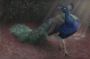 Jewel of India (SOLD) - Indian Blue Peacock (Pavo cristatus)-avian painting by Colette Theriault