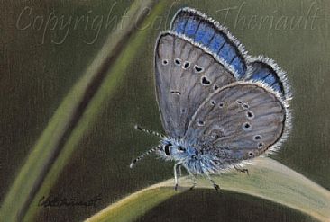 A Wink of Blue (SOLD) - Silvery blue butterfly (Glaucopsyche lygdamus)-butterfly painting by Colette Theriault