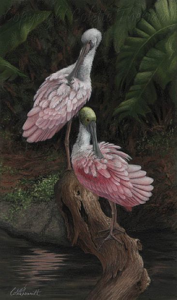 Pretty in Pink (SOLD) - Roseate Spoonbills (Platalea ajaja) by Colette Theriault