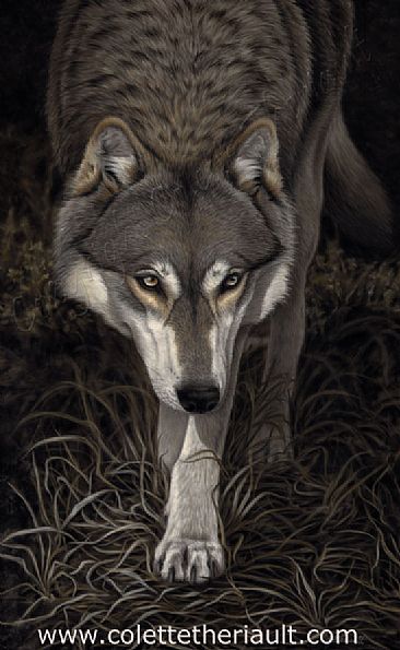 Proceed With Caution (SOLD) - gray timber wolf by Colette Theriault