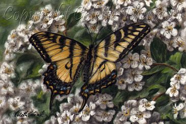Swallowtail and Spirea (SOLD)  - Canadian Tiger Swallowtail Butterfly and Bridal Wreath Spirea by Colette Theriault