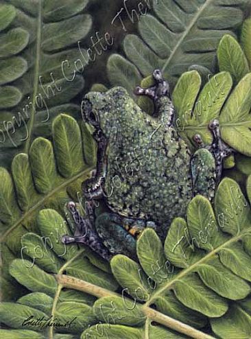 La Vie en Vert - Gray tree frog ( Hyla versicolor) and ostrich fern (Matteuccia struthiopteris) by Colette Theriault