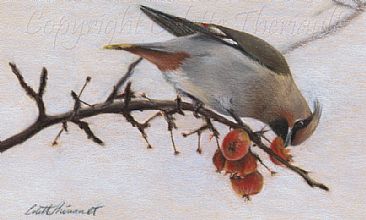Late Winter Feast (SOLD) - Bohemian waxwing (Bombycilla garrulus)-bird painting by Colette Theriault