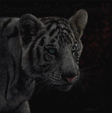 Enthralled - white tiger cub-feline artwork/big cats by Colette Theriault