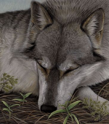 Dreaming of Eden (SOLD) - Gray wolf (Canis lupus)-wildlife painting by Colette Theriault