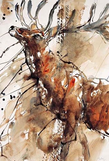 Dear deer - wild life endangered, deer by Varda Breger