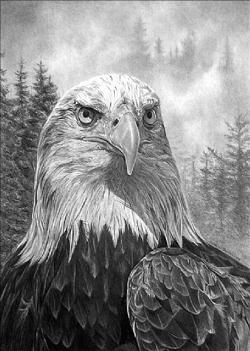 Portrait of an Heir - Bald Eagle - Birds of Prey by Kevin Johnson