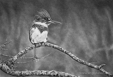 The Princes Perch - Belted Kingfisher - Birds, Shorebirds, Kingfisher, North American by Kevin Johnson
