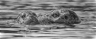 Endearing Moments - Mother Seal and Pup - Habour Seal Mother and Pup by Kevin Johnson