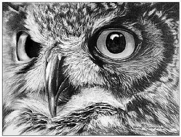 Hunters Gaze - Great Horned Owl - Birds of Prey by Kevin Johnson