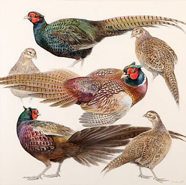 Pheasants - True Pheasants by Jonathan Sainsbury
