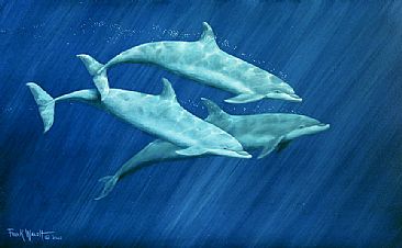 Dolphin Study - Bottle Nose Dolphins by Frank Walsh
