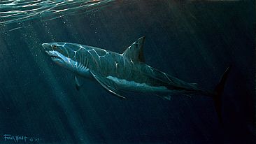 Great White Study - Great White shark by Frank Walsh