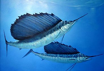Sails On The Topside - Pacific Sailfish by Frank Walsh