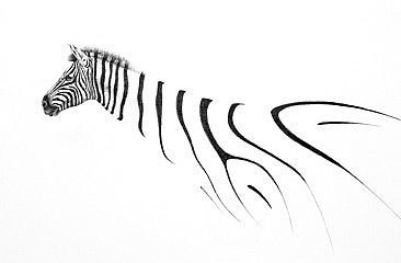 Vanishing 6 - Zebra by Norbert Gramer
