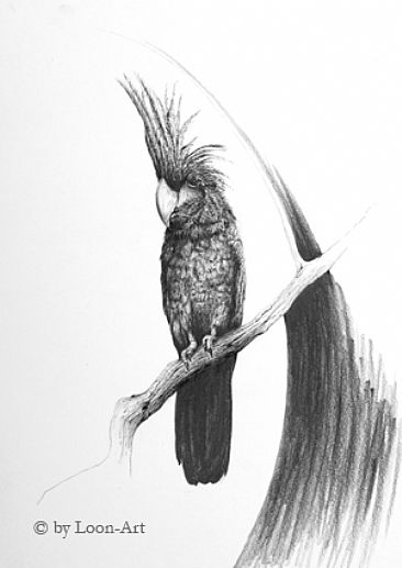 shade 3 - Palm Cockatoo by Norbert Gramer