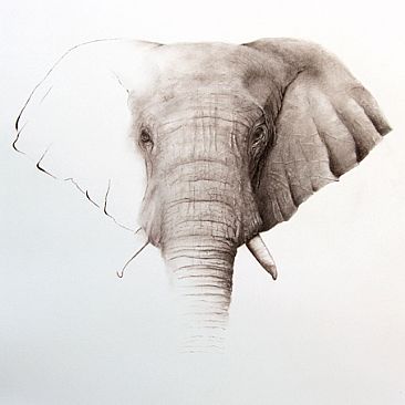 vanishing 12 - version 1 - African Elephant by Norbert Gramer