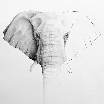 vanishing 13 - version 2 - African Elephant by Norbert Gramer