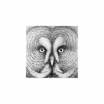B&W 1 - Great Gray Owl by Norbert Gramer