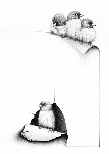 Gang of Three 5 - Australian Finches by Norbert Gramer