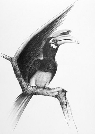 shade 2 - Hornbill Bird by Norbert Gramer
