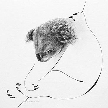 Vanishing 10 - Koala by Norbert Gramer