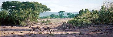 Amboseli Morning - Cheetah  by Susan Jane Lees