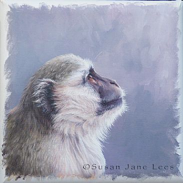 Study of a Vervet Monkey - Vervet Monkey by Susan Jane Lees