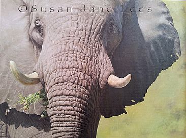 Ivor - African elephant by Susan Jane Lees