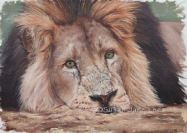 Kamal - Asiatic lion by Susan Jane Lees