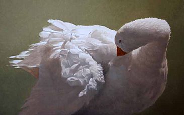 Preening Goose - Embden goose by Peter Gray