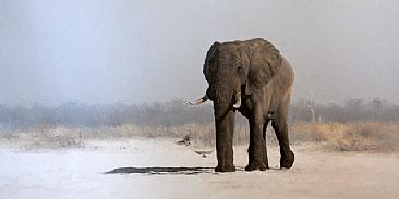 Long Walk Home - African Elephant by Peter Gray