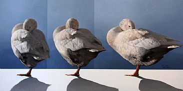 Goose Rotation - Embden Goose by Peter Gray