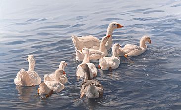 Afternoon Swim - Swimming geese by Peter Gray