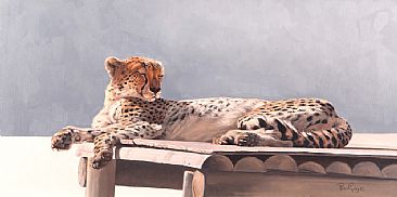 Captive Series - The Platform - Cheetah by Peter Gray