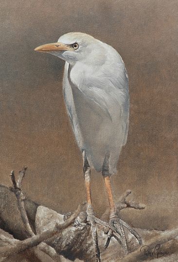 Egret study -  by Peter Gray