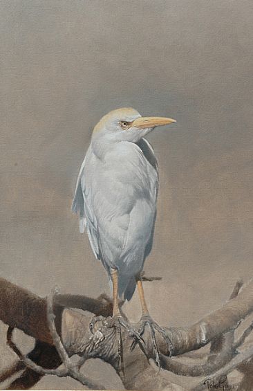 Egret study -  by Peter Gray