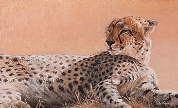 Cheetah Portrait - Cheetah by Peter Gray