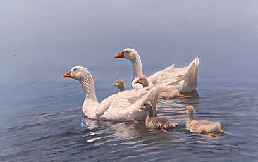 Swimming Lessons - Embden geese and goslings  by Peter Gray