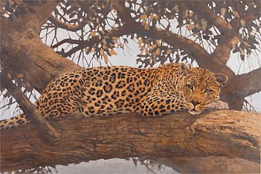 Spotted - Leopard in tree by Peter Gray