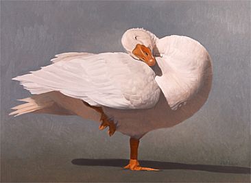 Goose - Embden goose by Peter Gray