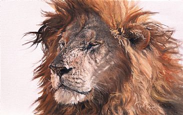 Lion Portrait - Lion by Peter Gray