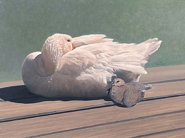 Shared Space - Goose and african red-eyed dove by Peter Gray
