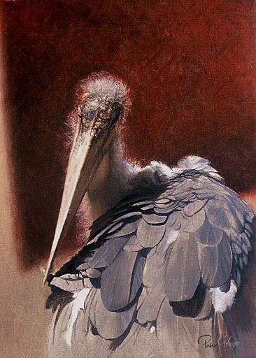 Marabou Stork Study -  by Peter Gray